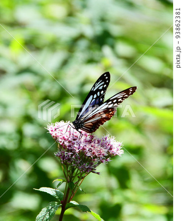 蔵王連峰　山形蔵王　蔵王中央高原　ヨツバヒヨドリを吸蜜するアサギマダラ 93862381