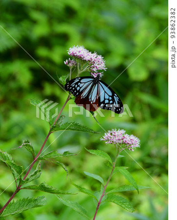 蔵王連峰 山形蔵王 蔵王中央高原 ヨツバヒヨドリを吸蜜するアサギマダラ 蔵王連峰 山形蔵王 蔵王中央高原 ヨツバヒヨドリを吸蜜するアサギマダラ 93862382
