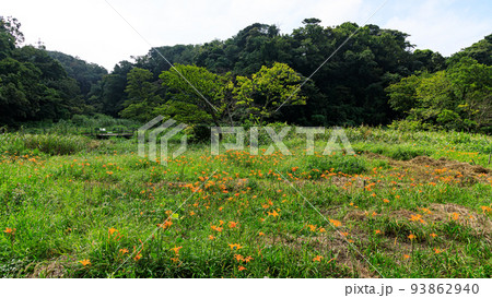 湿原の夏 湿原の夏 93862940