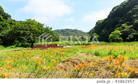 湿原の夏 湿原の夏 93862957