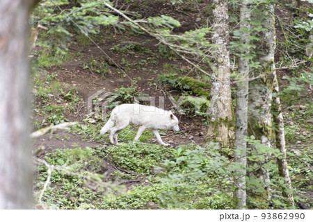 White wolf walking in the forest. White wolf walking in the forest. 93862990