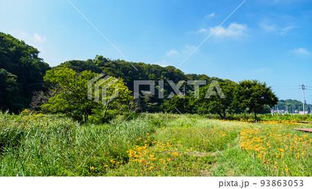 湿原の夏 93863053