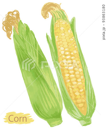 水彩風の野菜、とうもろこし。ベクターイラスト素材 93863180