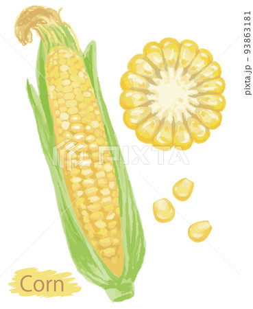 水彩風の野菜、とうもろこし。ベクターイラスト素材 93863181
