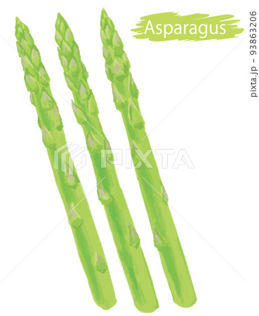 水彩風の野菜、グリーン・アスパラガス。ベクターイラスト素材 水彩風の野菜、グリーン・アスパラガス。ベクターイラスト素材 93863206