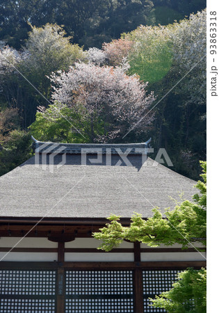 春の清水寺　桜の境内　京都市東山区 93863318