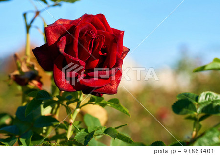 Tender red rose of the Grand Prix family on a sunny warm day 93863401