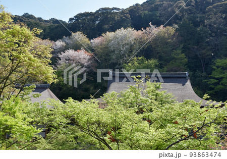春の清水寺　新緑の境内　京都市東山区 93863474