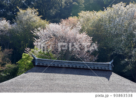 春の清水寺　新緑の境内　京都市東山区 93863538