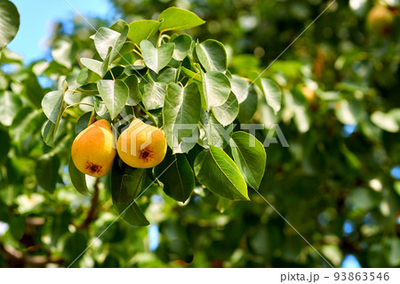 Two ripe yellow pears on a branch of a green tree. The taste of summer 93863546