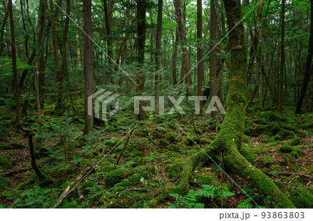 薄暗い森の中・神秘的な青木ヶ原樹海 93863803