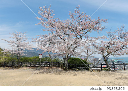 春の三井寺 境内展望台の桜 滋賀県大津市 春の三井寺 境内展望台の桜 滋賀県大津市 93863806