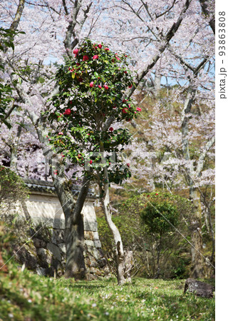 春の三井寺　境内の桜と椿の花　滋賀県大津市 93863808