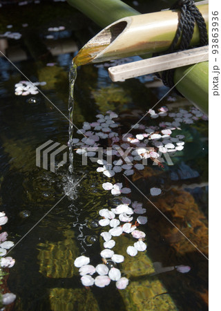 春の三井寺 手水鉢の花びら 滋賀県大津市 春の三井寺 手水鉢の花びら 滋賀県大津市 93863936