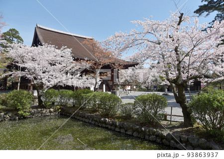 春の三井寺 金堂 滋賀県大津市 春の三井寺 金堂 滋賀県大津市 93863937