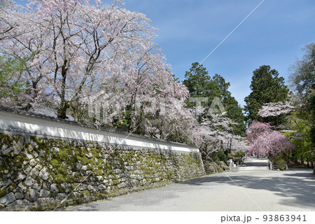 春の三井寺　勧学院の桜　滋賀県大津市 93863941