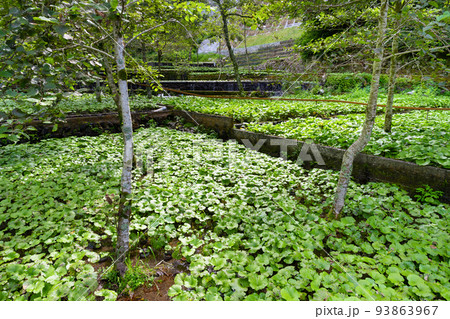 静岡県伊豆市筏場のわさび田 静岡県伊豆市筏場のわさび田 93863967