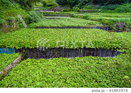 静岡県伊豆市筏場のわさび田 93863978