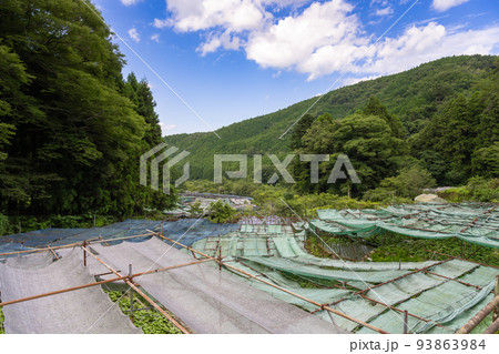 静岡県伊豆市筏場のわさび田 静岡県伊豆市筏場のわさび田 93863984