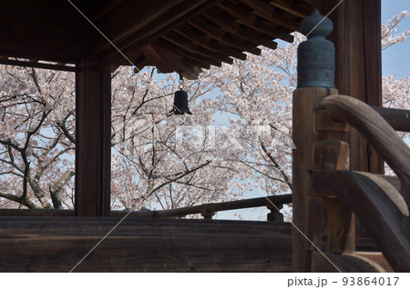 春の三井寺 観月舞台と桜 滋賀県大津市 春の三井寺 観月舞台と桜 滋賀県大津市 93864017