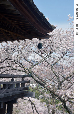 春の三井寺　観月舞台と桜　滋賀県大津市 93864018