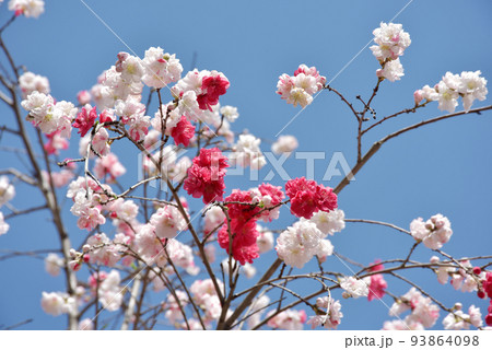 源平桃 花桃 源平桃 花桃 93864098