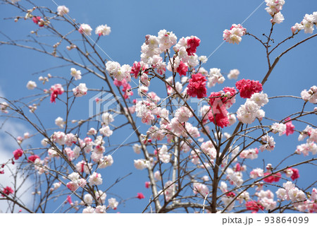 源平桃 花桃 源平桃 花桃 93864099