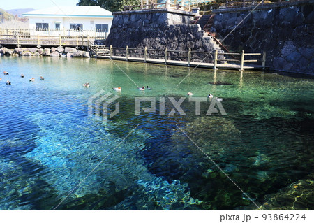 丸池公園で気持ちよく泳ぐ鴨 93864224