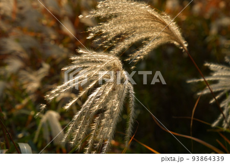 秋の陽に輝くススキ 秋の陽に輝くススキ 93864339