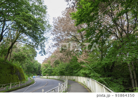 多摩湖と狭山湖との間の道路沿いのナラ枯れの樹木 93864350