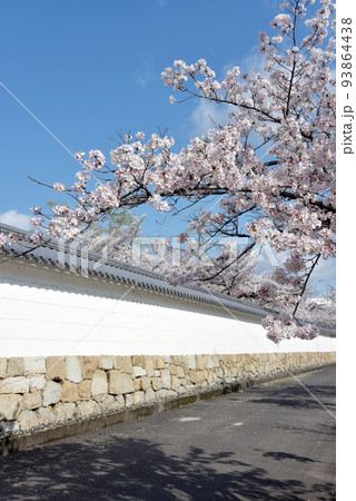 春の観修寺　白塀と桜　京都市山科区 93864438