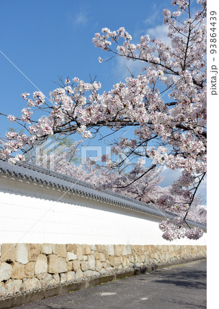 春の観修寺　白塀と桜　京都市山科区 93864439
