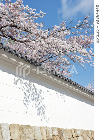 春の観修寺　白塀と桜　京都市山科区 93864440