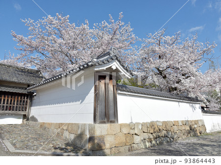春の観修寺　白塀と桜　京都市山科区 93864443