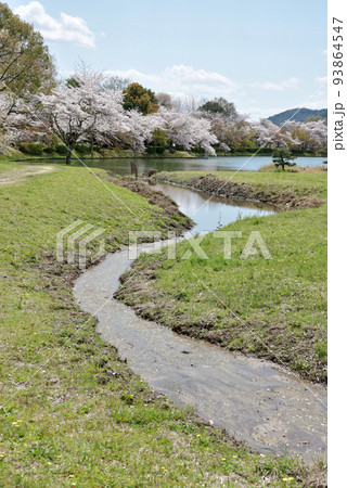 春の大覚寺　大沢池の小川　京都市右京区嵯峨 93864547