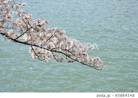 春の大覚寺　大沢池の桜　京都市右京区嵯峨 93864548