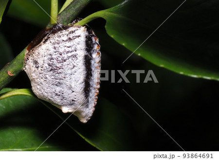 ムネアカハラビロカマキリの卵 93864691