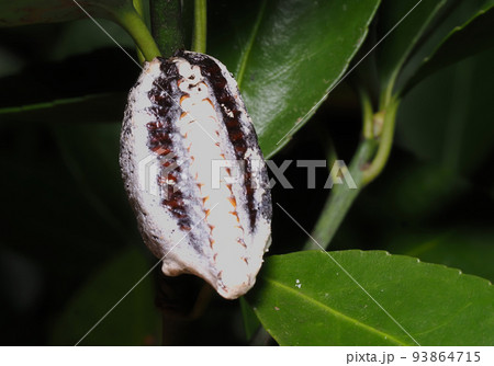 ムネアカハラビロカマキリの卵 93864715