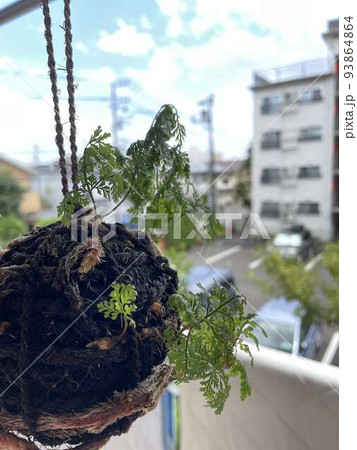 ベランダの苔玉 ベランダの苔玉 93864864