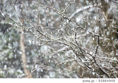 冬の森　冬枯れの木に降る雪 93864949