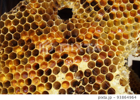 ニホンミツバチ 蜜蜂の巣〜断面図の写真素材 [93864964] - PIXTA