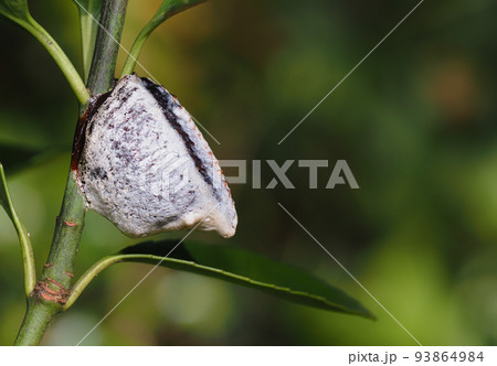 ムネアカハラビロカマキリの卵 93864984