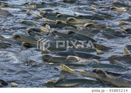Spawning salmon Spawning salmon 93865214