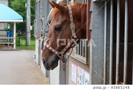 動物園の馬に餌をあげる子供 動物園の馬に餌をあげる子供 93865248