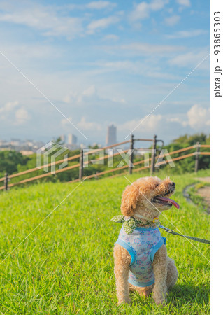 芝生と犬 93865303