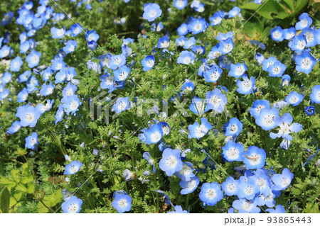 ネモフイラ畑のネモフイラの花 ネモフイラ畑のネモフイラの花 93865443