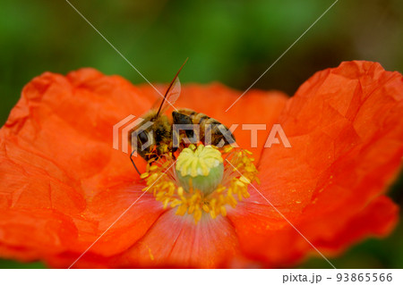 ポピーの花粉を集めている西洋ミツバチの写真素材 [93865566] - PIXTA