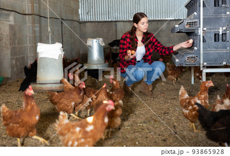 Young female farmer collecting chicken eggs in henhouse Young female farmer collecting chicken eggs in henhouse 93865928