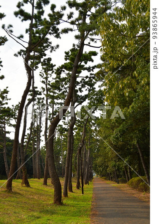 木々の間から見える公園 93865944