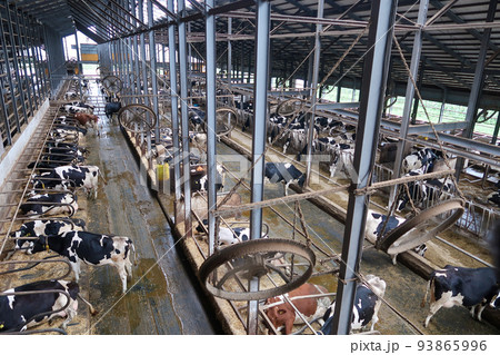 大型の牛舎の中の牛 大型の牛舎の中の牛 93865996